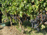Millésime 2020: une production de vin en légère hausse en France, bousculée par le climat