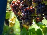 Premières tries à Sauternes : la fête du botrytis cinerea commence