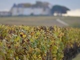 Retour en images sur les Portes Ouvertes à Sauternes et Barsac