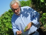 Vendanges à Bordeaux : comment obtenir de grands vins blancs secs