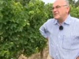 Victimes de la grêle de 2013, les vignerons de Bordeaux pansent leurs plaies…pour certains difficilement