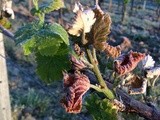 Vignoble de Bordeaux : 80% des surfaces ont été touchées par le gel