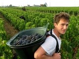 Vignoble de Bordeaux : c’est parti pour les vendanges précoces des rouges au château Haut-Brion