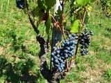 Vendange 2012 - Weinernte - grape harvest 2012