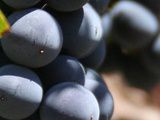 Une rivière de vin au Portugal