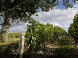 Bon plan : achetez des vignes à Meursault grâce à un gfv