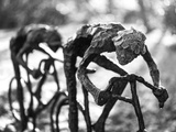 Cépages français : profils aromatiques des grandes variétés