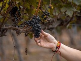 Millésime du vin : ce que l'année sur l'étiquette dit vraiment