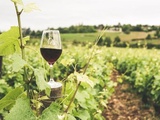 Vin bio et biodynamique : différences et comment choisir
