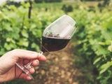 Vins rosés : Provence, Tavel et les meilleurs rosés de France