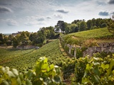 Dégustation au domaine de l'Arlot à Prémeaux-Prissé (21)