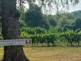 Domaine de la Ramaye : du vin et de l’espoir