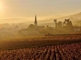 Bourgogne | La rareté des crus
