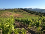 Clos Canarelli, emblématique des grands vins corses