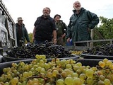 Clos de Riaumont, un nouveau vin produit… dans le Pas-de-Calais