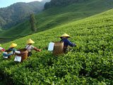 Culture de la vigne, culture du thé : un partenariat entre la Bourgogne et la Chine