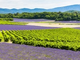 Décryptage : les crus classés des Côtes de Provence