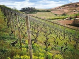 Domaine de Fa | l’aventure beaujolaise de la famille Graillot