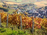 Domaine Goisot : « le vin se vinifie dans la vigne et non en cave »