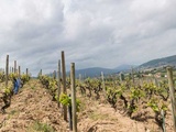 Domaine Marcel Lapierre, la référence des grands vins nature du Beaujolais