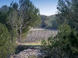 Incursion dans les Alpilles, au domaine de Trévallon