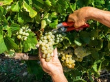 La France deviendrait 1er producteur mondial de vin