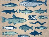 La recette de la semaine : Pain de poisson