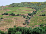La Rectorie, entre terre et mer, le renouveau du Roussillon