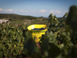 Le Clos des Vignes du Maynes | Une référence de la Bourgogne nature