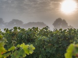Le grand retour des vins de Bordeaux