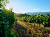 Le guide des grands vins de Corse