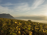 Le guide des grands vins de Savoie