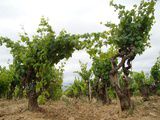 Les 13 cépages à Châteauneuf, mythes ou réalité