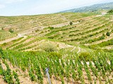 Les notes du millésime 2018 : les régions viticoles du sud-est de la France