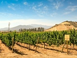 Les vins iconiques du Nouveau Monde