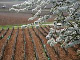 Offre iDéale : Bourgogne : Santenay, Auxey-Duresses, balade en Côte de Beaune