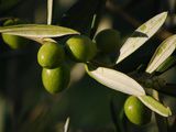 Recette de la semaine : Canard aux olives