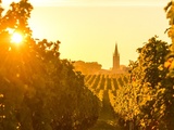 Réchauffement climatique : le vignoble français est-il menacé de disparition