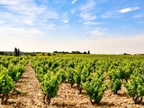 Vallée du Rhône : notre guide des vins (2/2)