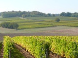 Vente en salle : plus de 650 lots, le meilleur de la Bourgogne et de grands vins du Rhône