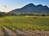 Yves Leccia et le domaine d’e Croce : parmi les plus beaux vins de Corse