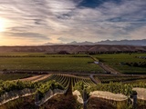Zoom sur Greywacke, l’art du sauvignon néo-zélandais