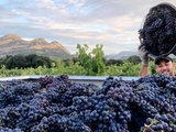 Corse, un trésor de vignoble