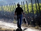 Des producteurs de vin en plein développement