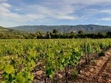 Domaine Alloïs, Amour de la terre, respect des  Anciens  et des vins de grande qualité