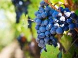 Les vins biologiques, biodynamiques et naturels