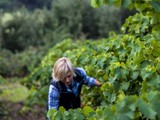 Une Vigneronne hors du commun : Arielle demets – Domaine Les Fusionels - Appellation faugeres