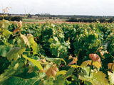 Les vins des Fiefs Vendéens obtiennent l’aoc