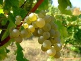 Les vins blancs de Loire font salon, en novembre, à l'Espace Cardin