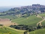 Pour bloquer les plantations, les vignerons du Centre-Loire demandent mille hectares d'igp
